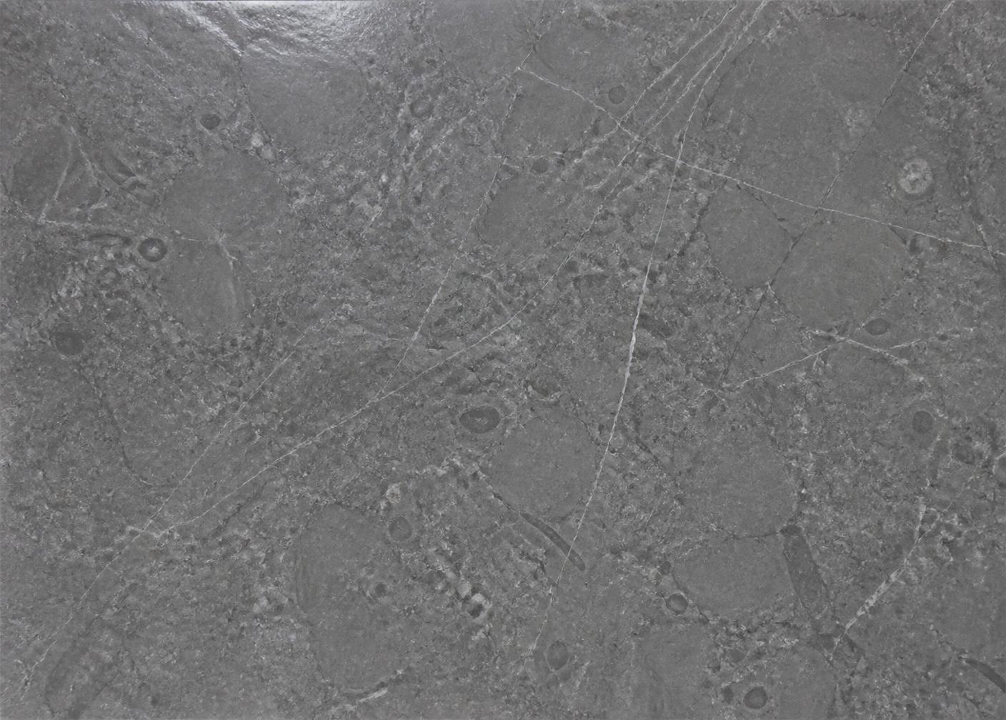 Polished face of Shahabad Grey limestone showing a close reflective surface and darker tone