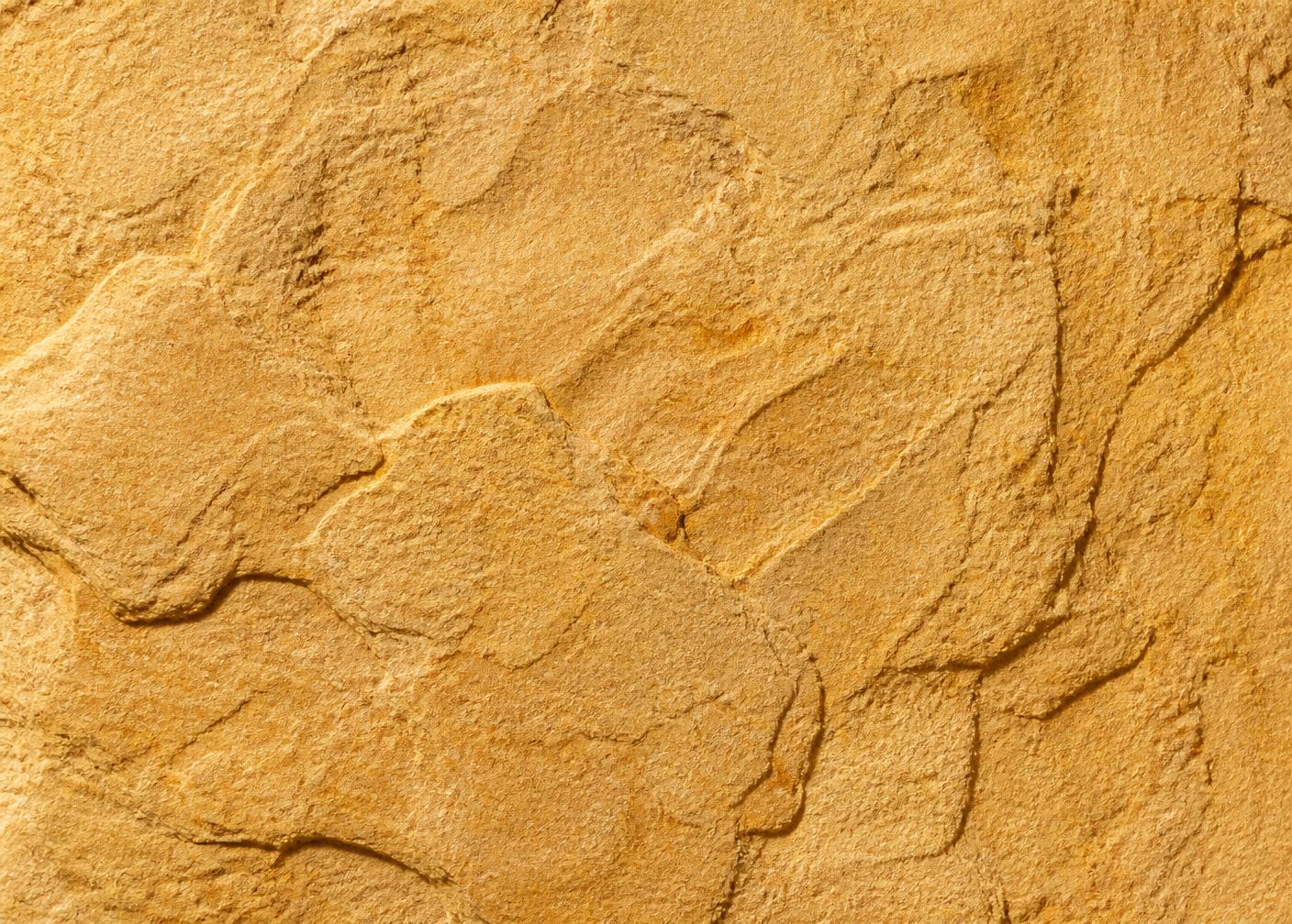 Close-up texture of Shahabad Yellow limestone showing the grain at working distance
